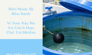 Bồn Nước Bị Rêu Xanh: Vì Sao Xảy Ra Và Cách Hạn Chế Tái Nhiễm
